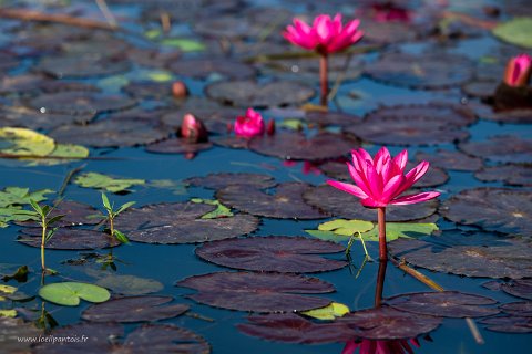 20191124__00048-18 Le long du canal qui relie le lac Inle au lac Sagar, fleurs de lotus